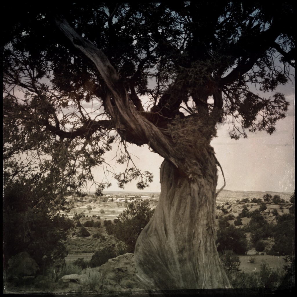 Gnarled Tree by jeffjones