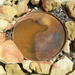 Rusty Barrel Lid by jeffjones