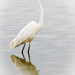 Egret by flyrobin