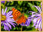 7th Oct 2015 - Comma Butterfly