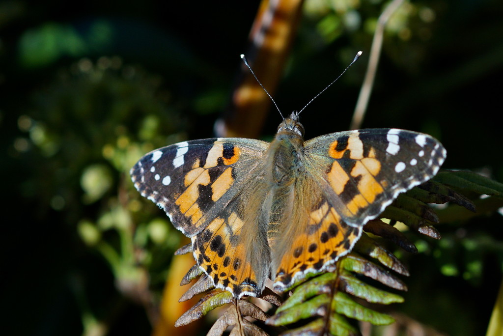 OPEN PAINTED LADY by markp