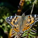 OPEN PAINTED LADY by markp