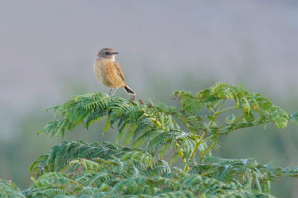 WHINCHAT by markp