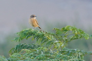 5th Oct 2015 - WHINCHAT