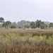 Marsh by kathyrose