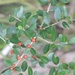 Berry bush by kathyrose