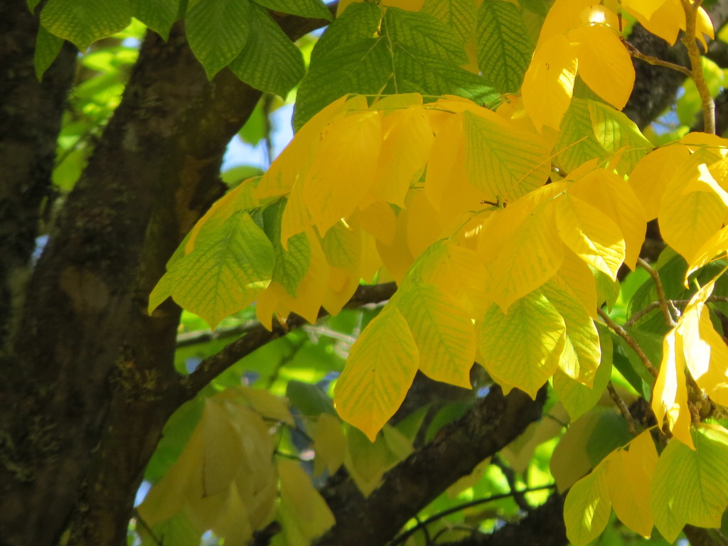 Bright Fall Leaves by seattlite