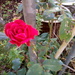 October rose by jennymdennis