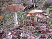 4th Oct 2015 - More Mushrooms