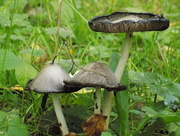 7th Oct 2015 - Toadstools