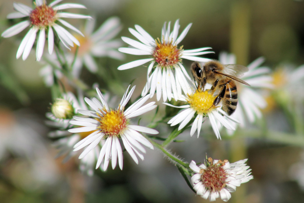 Honeybee by cjwhite