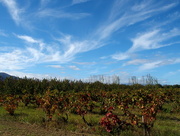 7th Oct 2015 - Vineyard, after the harvest
