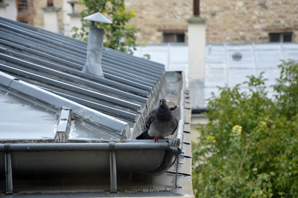 wet pigeon by parisouailleurs