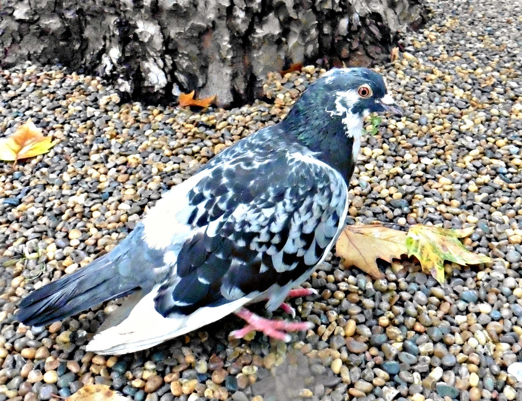 Piebald Pigeon. by wendyfrost