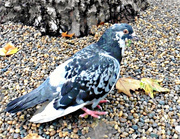 6th Oct 2015 - Piebald Pigeon.