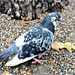Piebald Pigeon. by wendyfrost