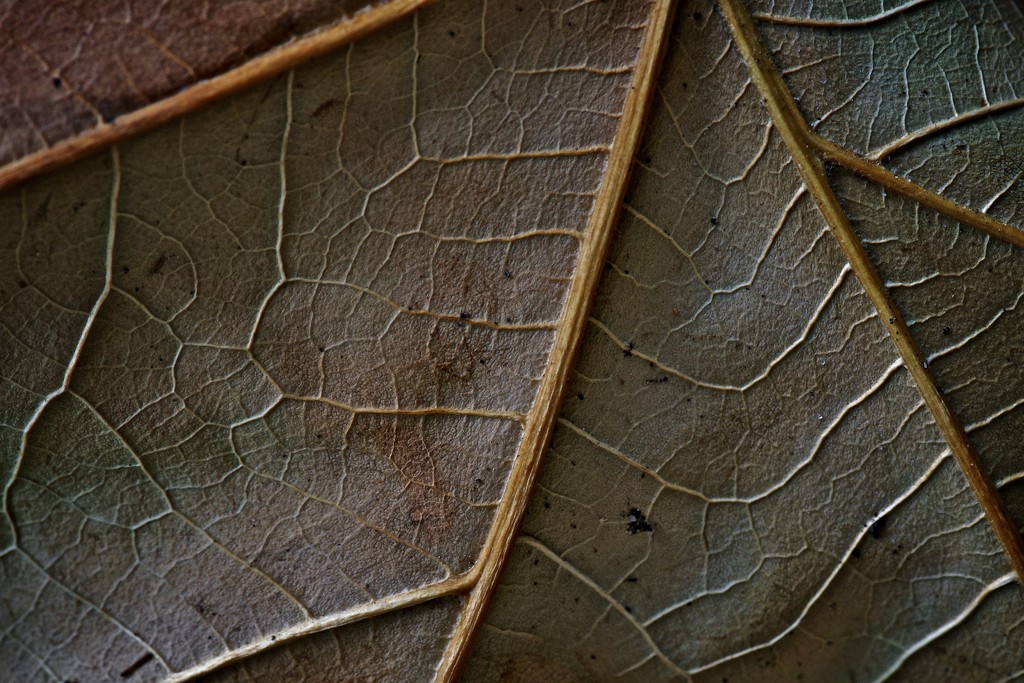 Up close on a Maple Leaf by kwind