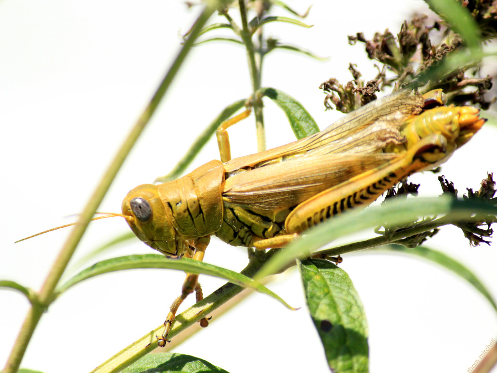 Differential grasshopper by rhoing