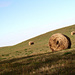 Hay Bale by sarahlh