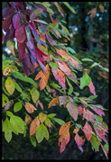 7th Oct 2015 - Fall Colours