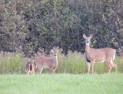 4th Oct 2015 - 7 Fields, 29 Deer!