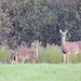 7 Fields, 29 Deer! by sunnygreenwood