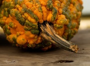 7th Oct 2015 - Knotty Pumpkin