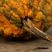 Knotty Pumpkin by lynne5477