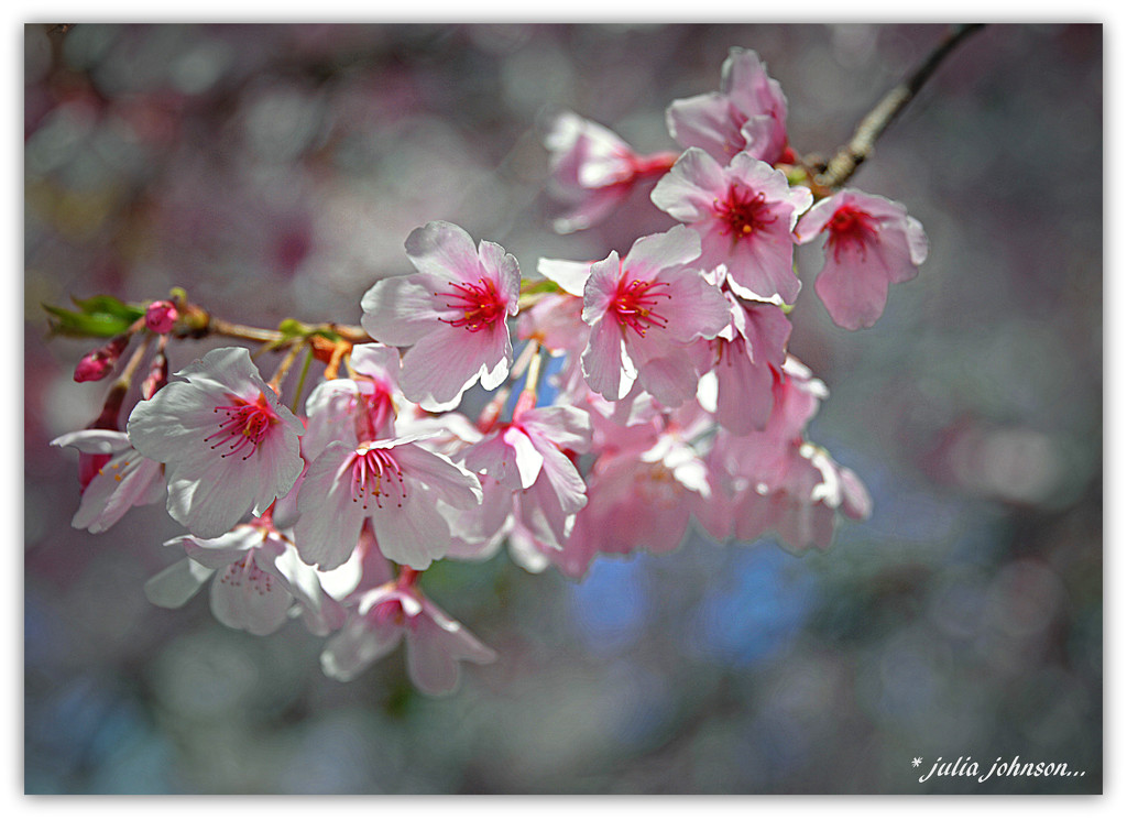 More Blossoms by julzmaioro