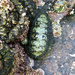 Chiton by onewing