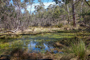 8th Oct 2015 - Aussie Bush Waterhole 