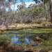Aussie Bush Waterhole  by pusspup