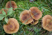 8th Oct 2015 - A little patch of round toadstools