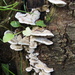 Fungus by philhendry
