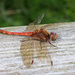 Common Darter by philhendry