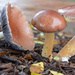 mushrooms by tracys