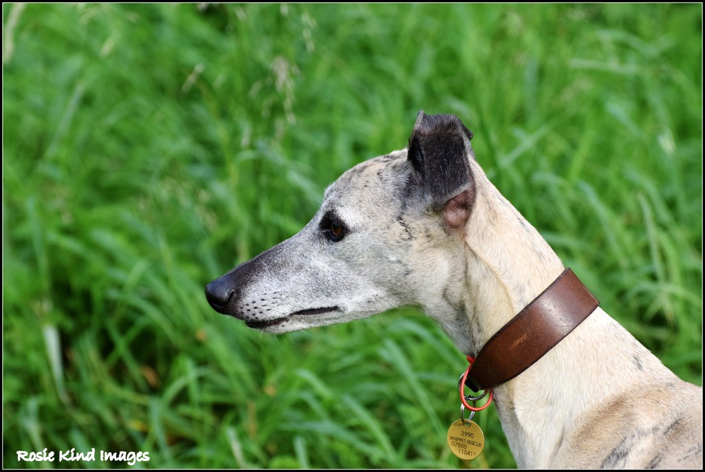 Whippet  by rosiekind