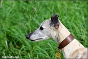 8th Oct 2015 - Whippet 