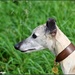 Whippet  by rosiekind