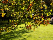 8th Oct 2015 - Autumn sunlight and shadow