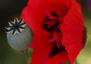 8th Oct 2015 - Poppies