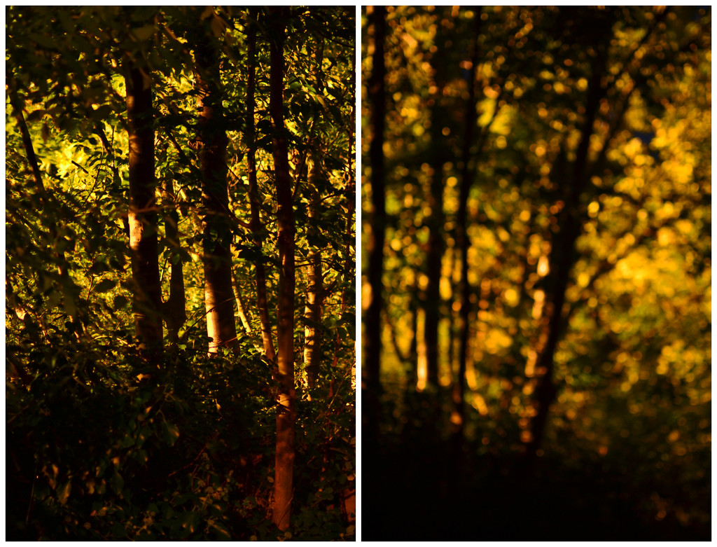 Trees and bokeh Collage by ziggy77