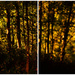 Trees and bokeh Collage by ziggy77