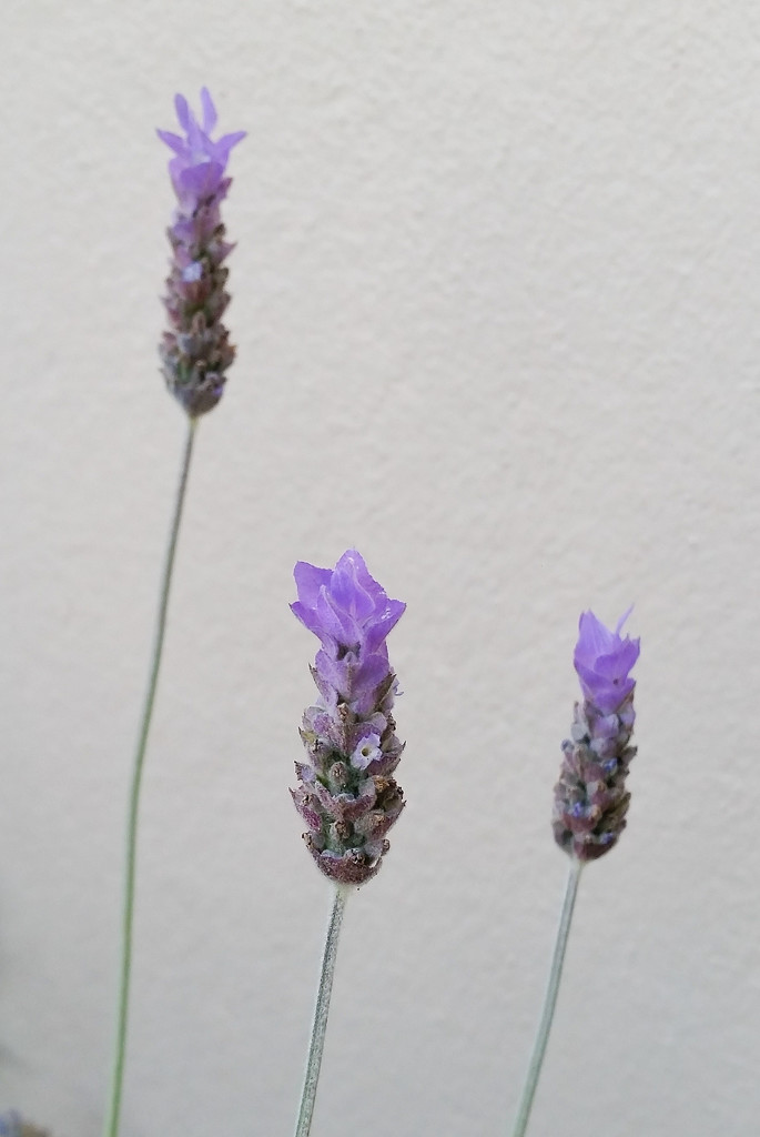 Lavender  by salza