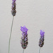Lavender  by salza
