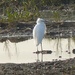  Little Egret at Rainham Marshes by susiemc