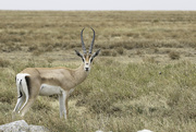27th Sep 2015 - Serengeti Impala