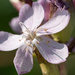 Lavender Wildflower by rminer