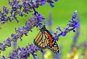7th Oct 2015 - The Monarchs are Everywhere
