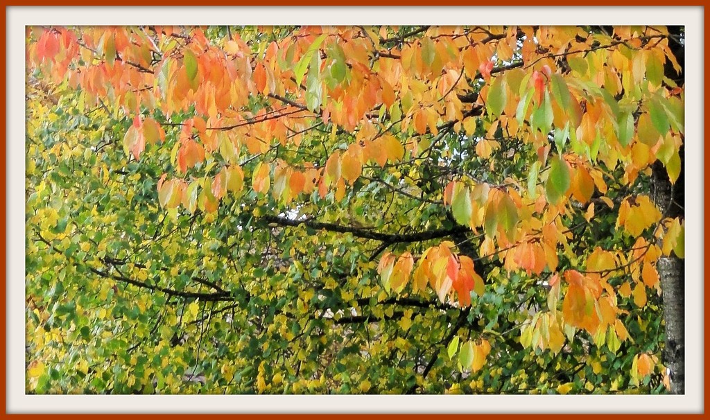 A canopy of Autumn  by beryl